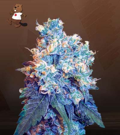 Jack Herer Regular