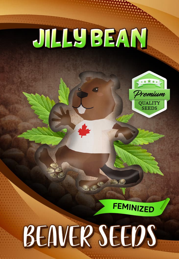 Jillybean Feminized