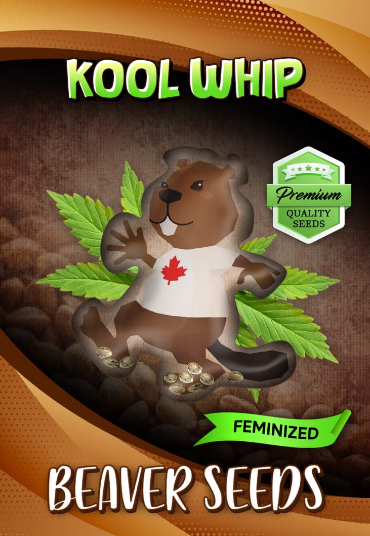 Kool Whip Feminized