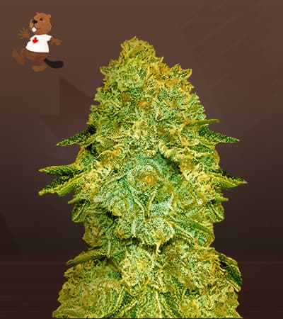Larry Bird seeds at Beaver Seeds