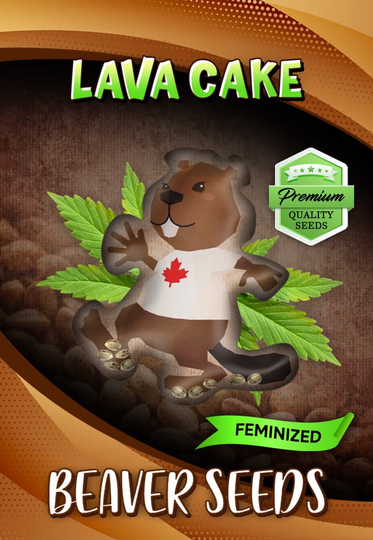 Lava Cake Feminized