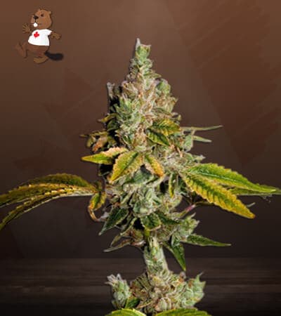 Legend OG seeds at Beaver Seeds