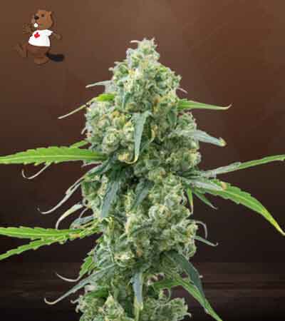 Lowryder seeds at Beaver Seeds