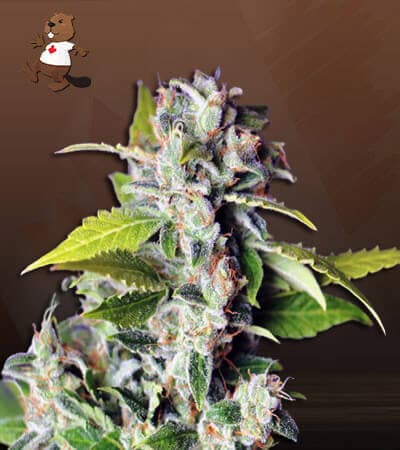 Mango Haze