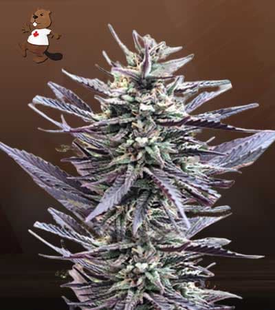 Mango Kush Feminized