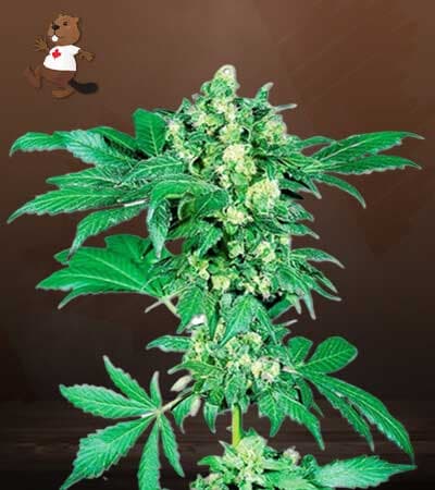Maple Leaf seeds at Beaver Seeds