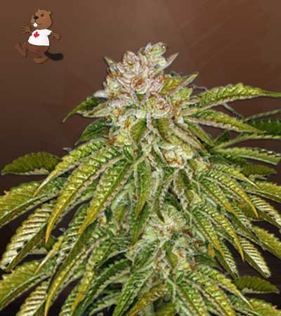 MK Ultra Feminized