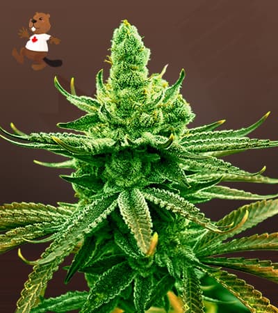 Mochi Feminized