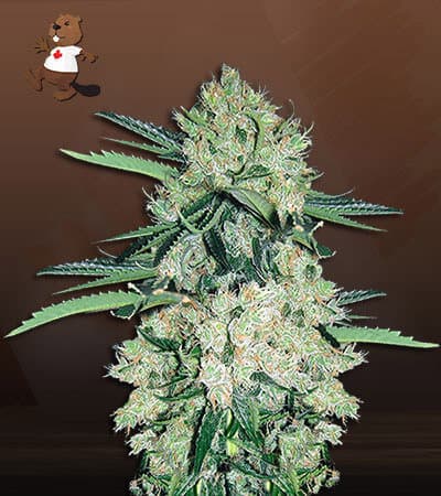 NYC Diesel