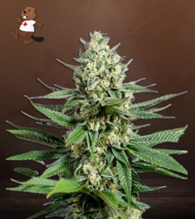 OG Kush Fast version