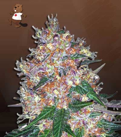 Pink Runtz seeds at Beaver Seeds