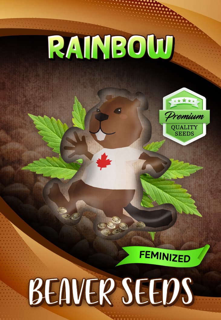 Rainbow Feminized
