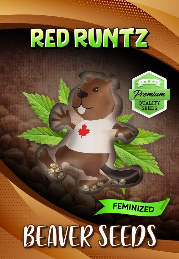 Red Runtz Feminized