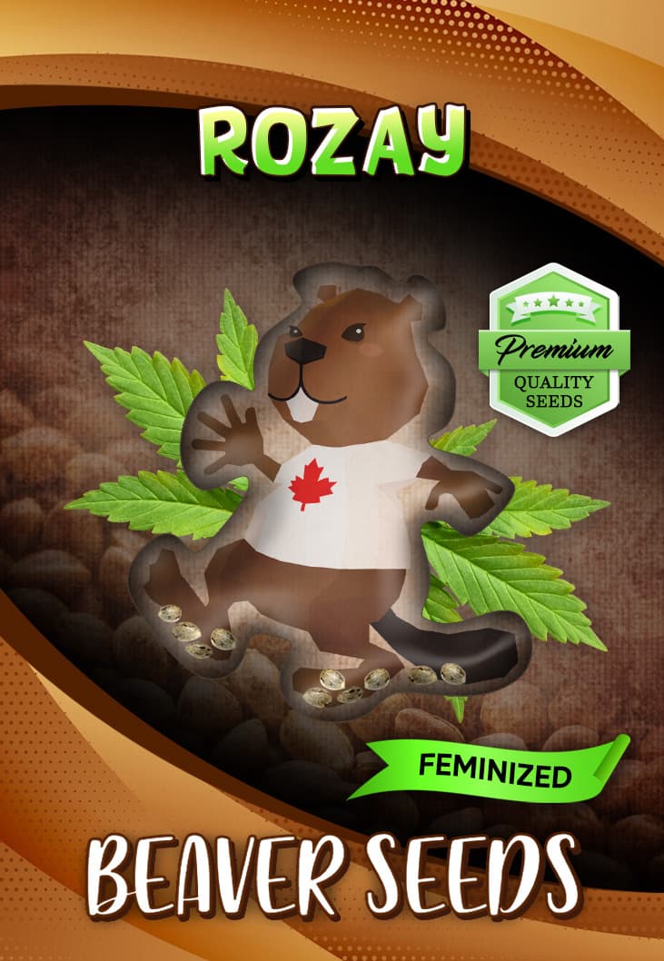 Rozay seeds at Beaver Seeds