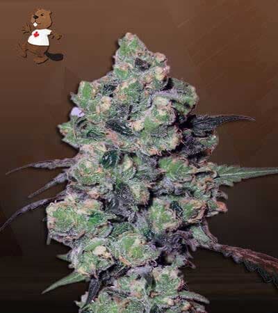 Skunkberry seeds at Beaver Seeds