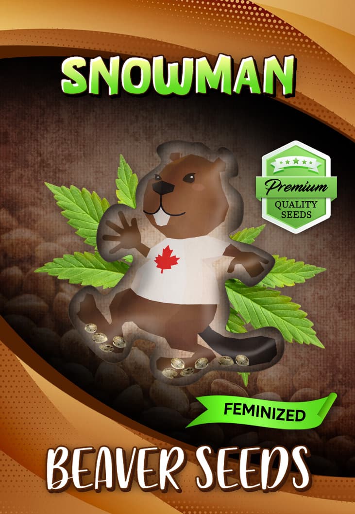 Snowman Feminized