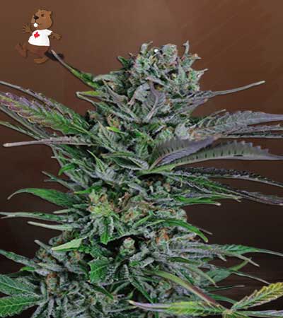 Somango Feminized