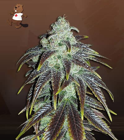 Sour Jack seeds at Beaver Seeds