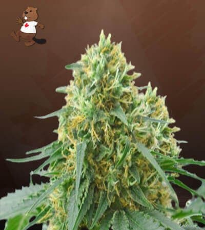 Sour Kush Feminized