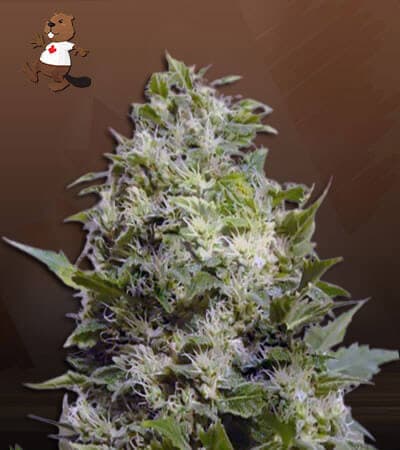 Sour Maui seeds at Beaver Seeds