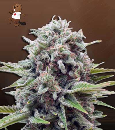 Sugar Glue seeds at Beaver Seeds