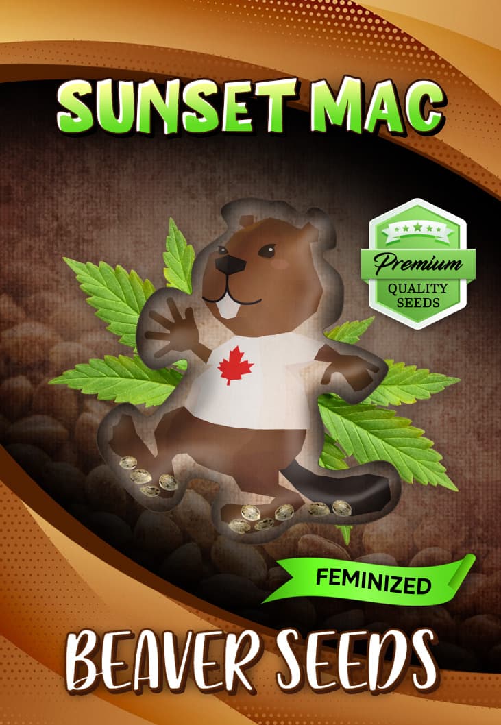 Sunset Mac Feminized