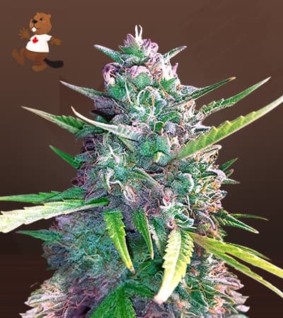 Super Glue seeds at Beaver Seeds