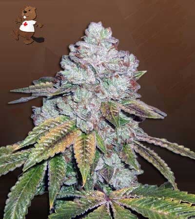 Tahoe OG seeds at Beaver Seeds