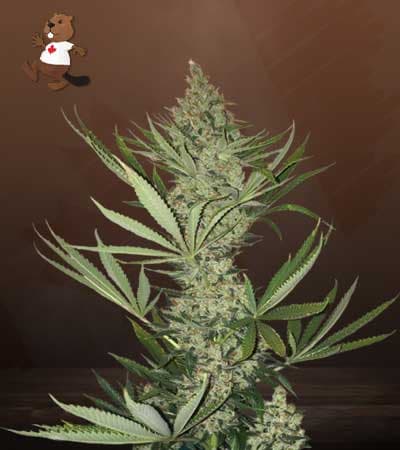 Tangerine seeds at Beaver Seeds