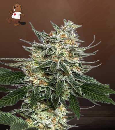 Tangie Feminized