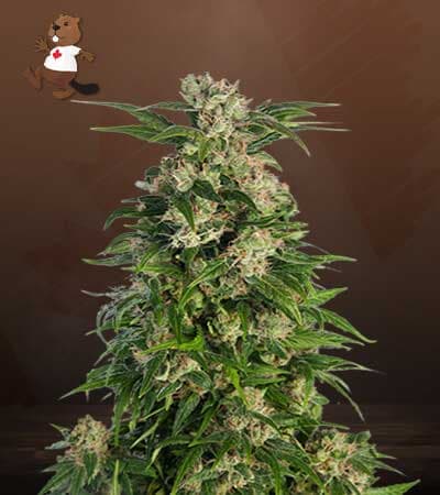 Trainwreck Feminized