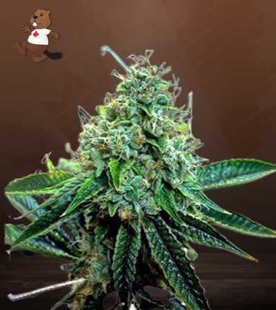 True OG Feminized