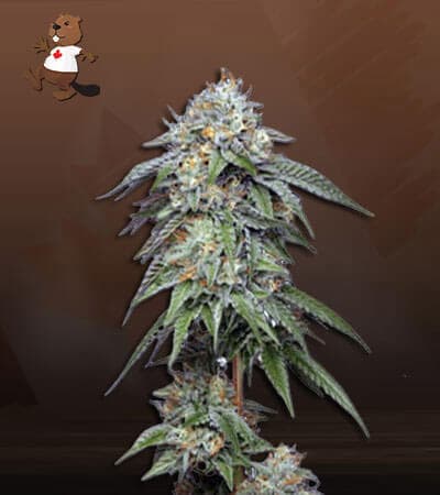 Tuna Kush Regular