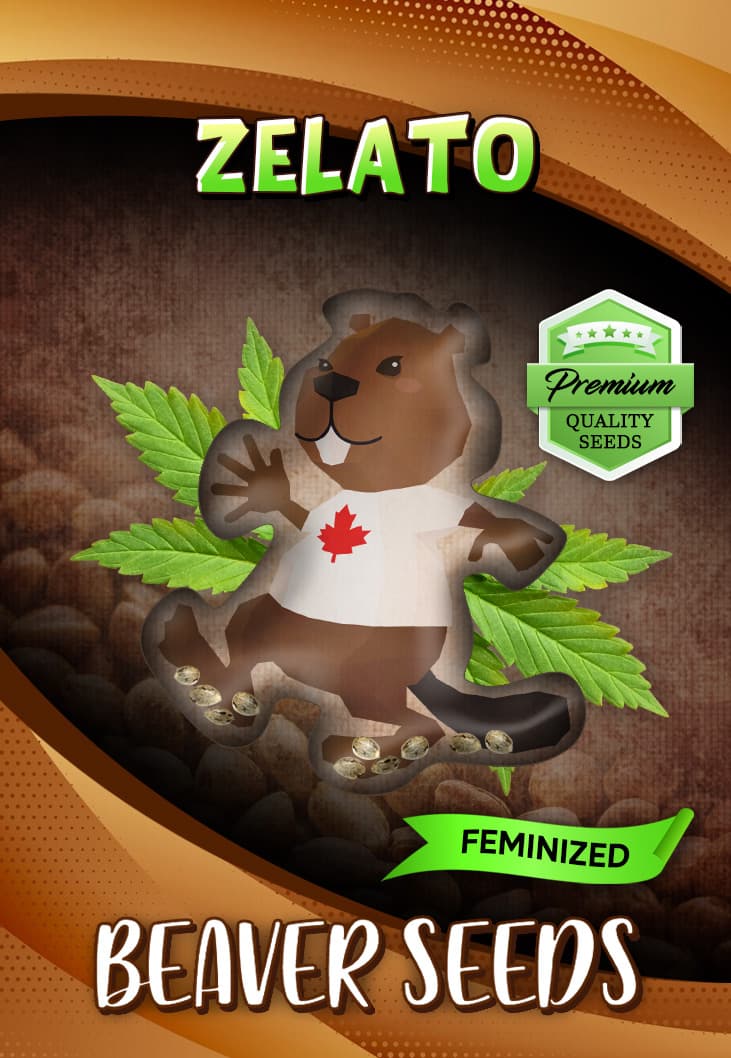 Zelato Feminized