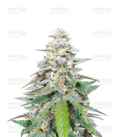 Biscotti seeds at Herbies Head Shop