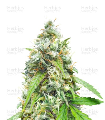 Black Widow seeds at Herbies Head Shop