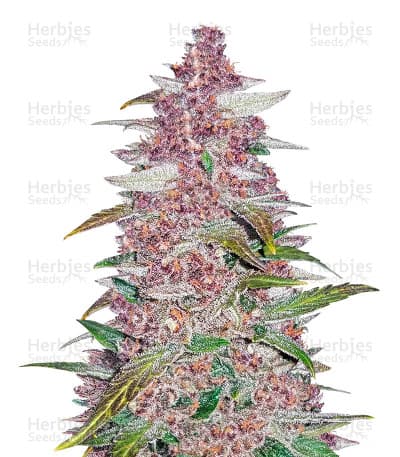 Blackberry seeds at Herbies Head Shop
