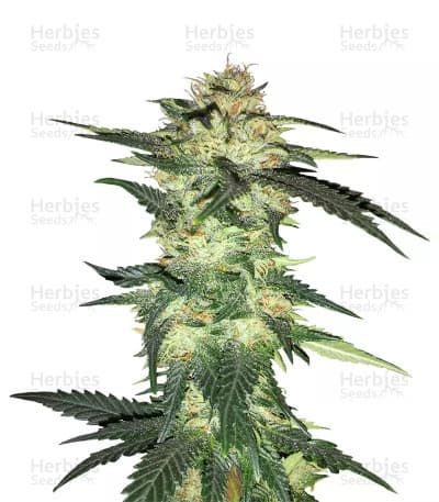 Blue Gelato seeds at Herbies Head Shop