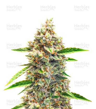 Bruce Banner seeds at Herbies Head Shop