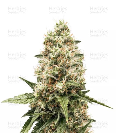 Critical Kush seeds at Herbies Head Shop