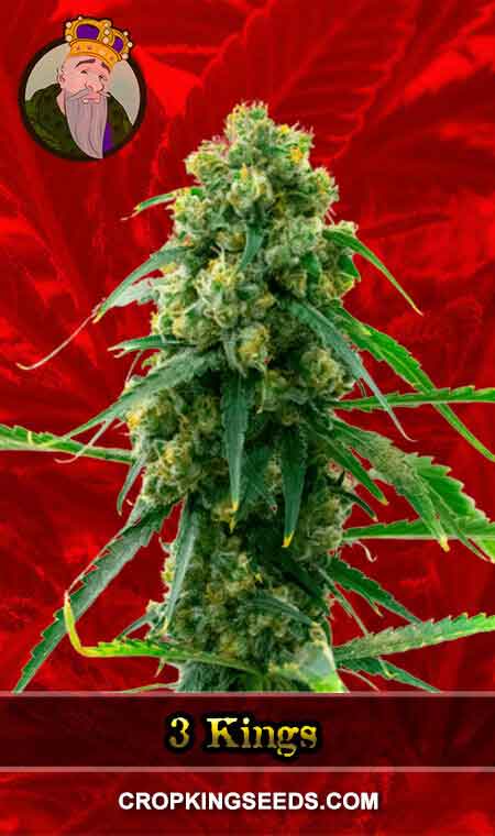 3 Kings seeds at Crop King Seeds