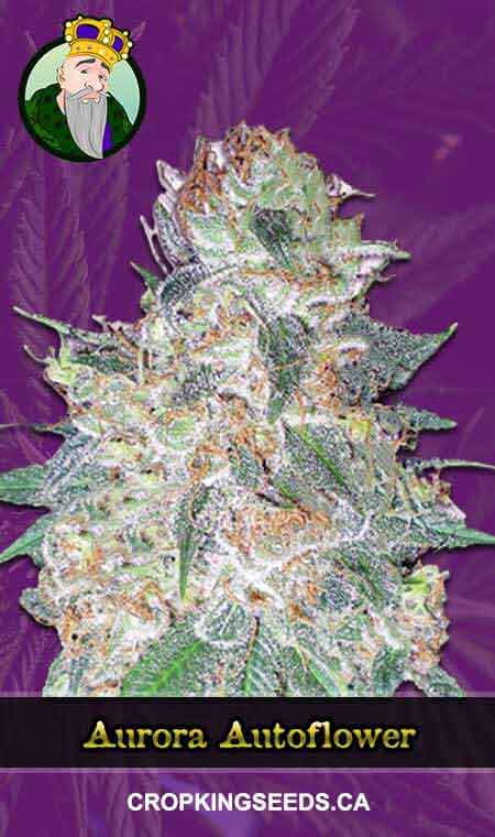 Aurora seeds at Crop King Seeds