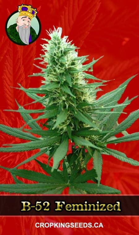 B-52 seeds at Crop King Seeds