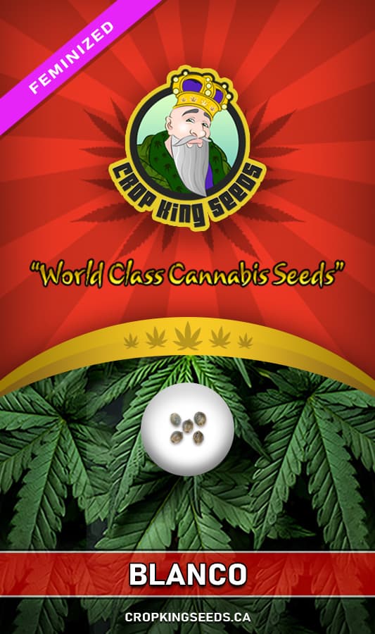 Blanco seeds at Crop King Seeds
