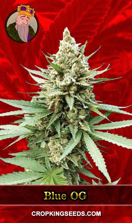 Blue OG seeds at Crop King Seeds