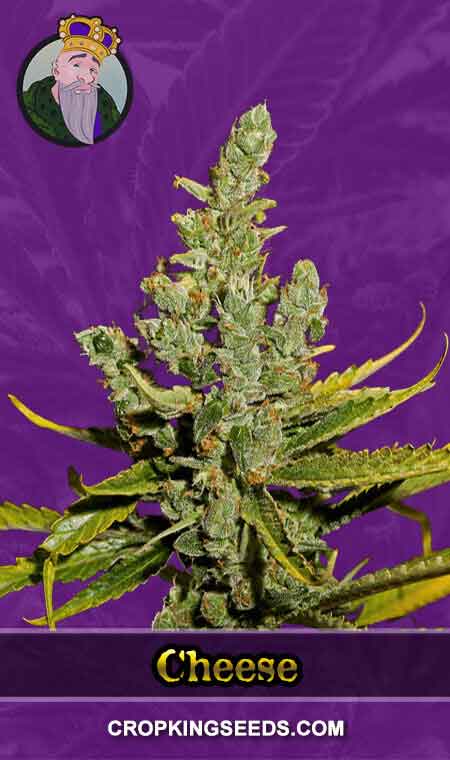 Cheese seeds at Crop King Seeds