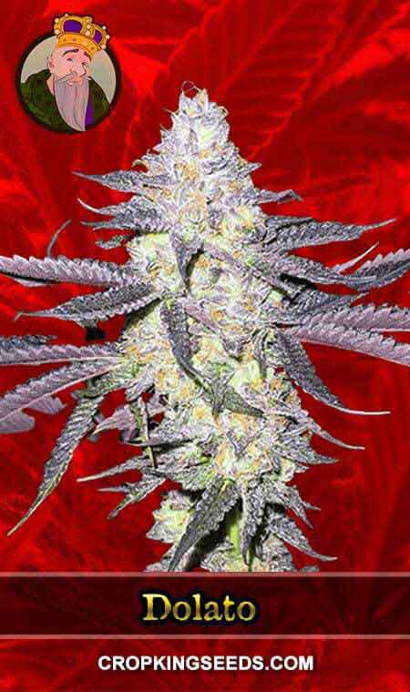 Dolato seeds at Crop King Seeds