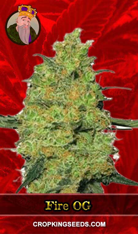 Fire OG seeds at Crop King Seeds
