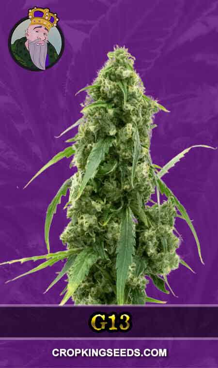 G13 seeds at Crop King Seeds