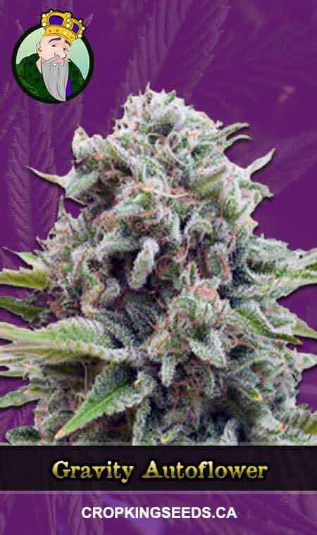 Gravity seeds at Crop King Seeds
